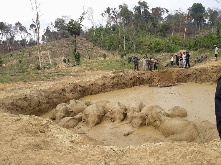 Elephants stuck in bomb crater